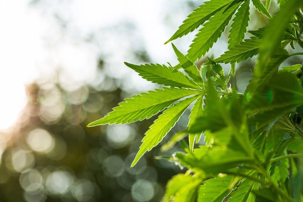 Cannabis: Warum Qualität mehr ist als ein hoher Wirkstoffgehalt