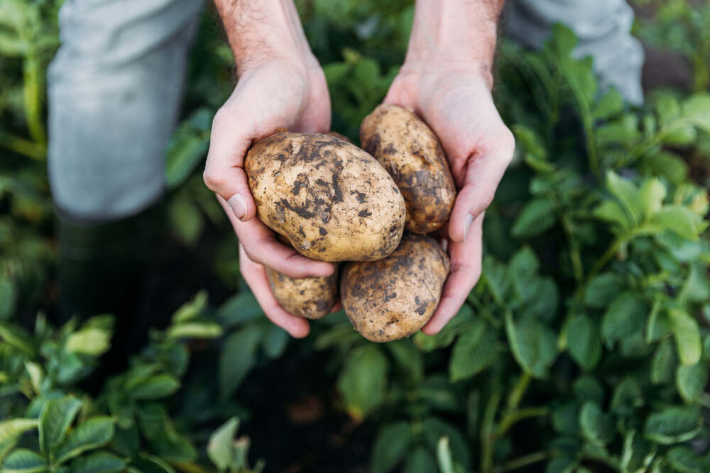 Im eigenen Garten Kartoffeln ernten