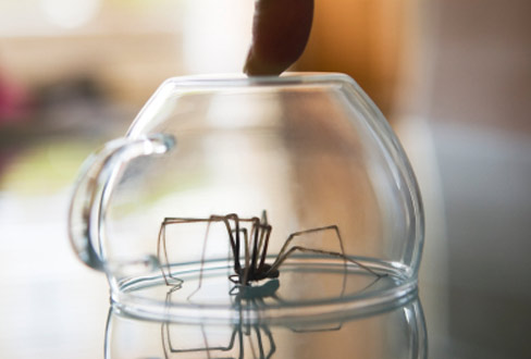 Held im Alltag: Cool und versiert mit Spinnen umgehen