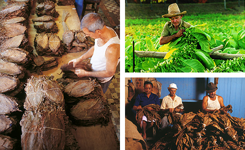 Tabak-Anbau in Kuba